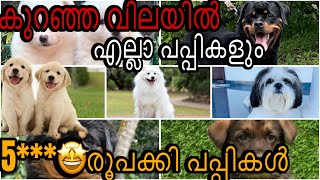 കുറഞ്ഞ വിലയിൽ എല്ലാ പപ്പികളും |puppy sale video Malayalam |dog|pets|cute puppies |kerala|low price