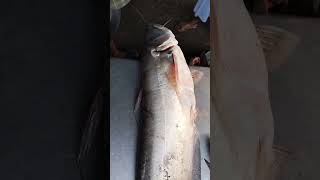 পদ্মার বিশাল বড় বোয়াল মাছ দাম কত হলো? padma river fish boal mawa ghat fish market