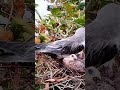 black winged kite birds birdsofinstagram birdlovers wildbirds petbirds birdtok popular on tiktok sho