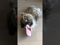 シーズー犬🐶ポロンちゃん💕新居へ🐶