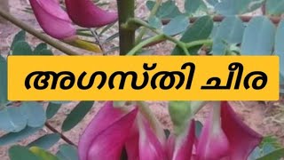 അഗത്തിച്ചീര / അഗസ്തി ചീര