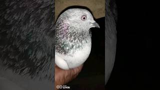 -Zeere kabootar ki Asu Metanding#pigeon #kabutar #kabootar