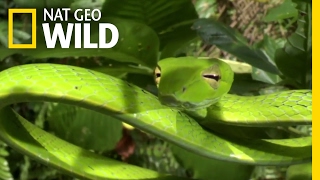How Jungle Predators Get Their Prey | Destination WILD