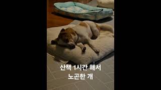 피곤한 개가 행복한 개 #반려동물 #cute #애완 #puppy #동물 #개 #강아지일상 #재미있는개 #pets #펫