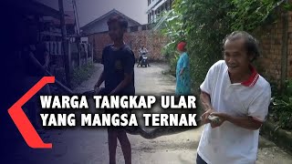 Warga Tangkap Ular Yang Mangsa Ternak