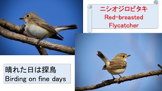 「ニシオジロビタキ」が公園にやって来た　“Red-breasted Flycatcher” has come to the park