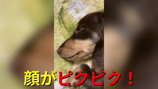 【#shorts】お昼寝しながら顔がピクピクする子犬が可愛い【ミニチュアダックス】