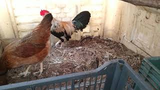 gallina comenzó a poner huevo - los primeros huevos de mi gallina