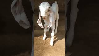 Most Expensive Jamunapari Hansa Bakra