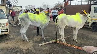 बेडग १ लाख बैलगाडी शर्यत.सर्व बैलगाड्या ...