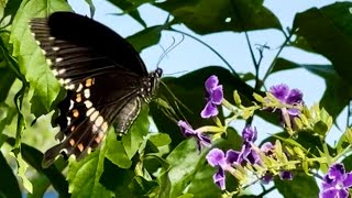 玉帶鳳蝶(雌), female Common Mormon (Memories by Maroon 5)