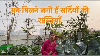 Bumper Gobhi Harvesting| Tips And Tricks Of Cauliflower|गोभी तोड़ने से लेकर लगाने तक की पूरी जानकारी