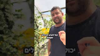 טרכלוספרמון יסמיני מטפס שיכול לכל כמעט בכל מקום עם מופע פריחה מדהים וריחני