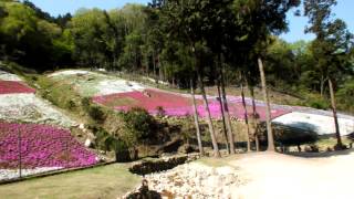 ☆ヤマサ蒲鉾・かまぼこ工房夢鮮館～芝桜満開(*^▽^*)☆彡