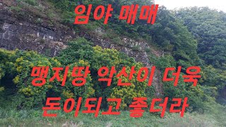 맹지탈출 악산 맹지를 구입하라  임업인이여 늙어 가는건 어찌들 생각없이 오로지 고정관념 하면  돈된다 생각뿐 계획이 있는건지 없는건지 싼땅 계곡찾고 임도길 벌목 계획없는 시작은망함