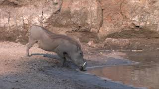 A Very Lucky Warthog - Escapes from Crocodile