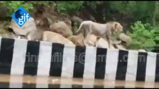 UNBELIEVABLE VIDEO: A Rare Asiatic Lion Took a Stroll in Rain on a Junagadh Road near Girnar forest