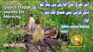 Bater ki awaaz 2025 ( Quail trapping Sound ) batair ki awaz | birds #ahmadkhan44