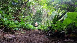 Sounds of The Forest - Trekking to Camp 5 // Mulu National Park