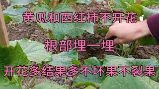 黄瓜和西红柿不开花，根部埋一埋，开花多结果多不坏果不裂果