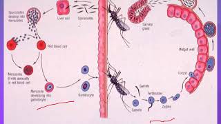 MALARIAL PARASITES | Parasitology | Postgraduates | by Prof. Magda Elnazer