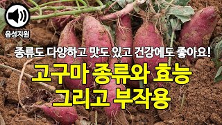 영양 간식으로 좋은 고구마 효능과 고구마 종류, 부작용