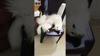 ഇതാണ് മക്കളെ സിംഹാസനം#dog #achus #cute #doglover #shorts#youtube