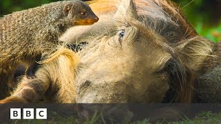 Mongoose pups give warthogs a spa day | Serengeti - BBC
