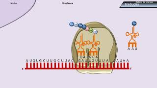 Síntese de proteínas: Transcrição e tradução