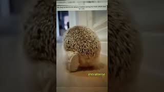 My Hedgehog's First Bath: How Does It React?