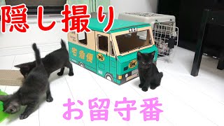 【捨て猫　保護】お留守番中の子猫達を隠し撮りしてみた