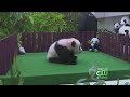 Panda Cub Makes Debut At Malaysia Zoo