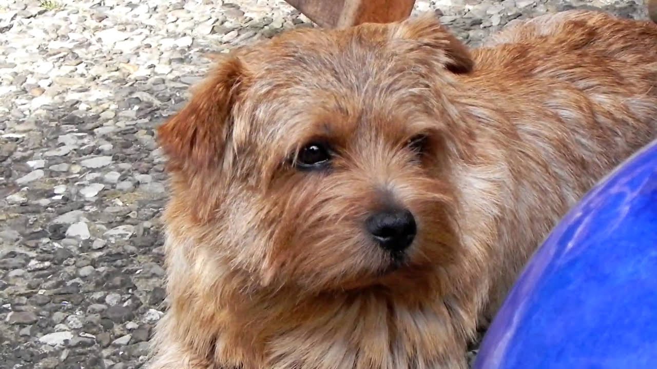 Norfolk Terrier Yorkie