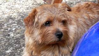 Norfolk Terrier