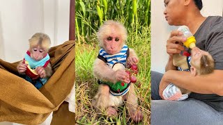 Adorable monkey brings smiles to its human family daily!  #HappyTogether🐒💥| #monkey  #shorts