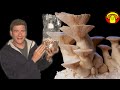 Welcome on my YouTube Channel | How to Grow Mushrooms at Home | HappyMushrooms