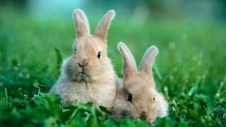 Little cute and funny baby rabits.#Amir22official