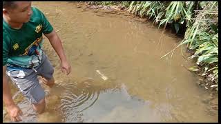 memikat serindit liar dan pasang bubuh ikan