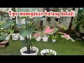 Tips dan trik AGAR KELADI BATANGNYA TEGAK.  Cara menegakan batang keladi. batang keladi tidak miring