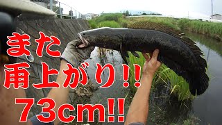 雷魚\u0026鯰釣り 地元はやっぱり雨上がり!20160629【128】虫くん釣りch