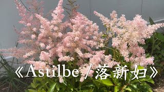 #70 《Astilbe》 is blooming now 仙女《落新妇》开花啦 | 花语：我愿清澈的爱着你💓💓