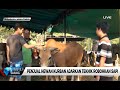 Penjual Hewan Kurban Ajarkan Teknik Robohkan Sapi