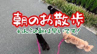 【早朝のお散歩🐩🚶‍♀️💨】チワプー3兄弟の朝は早い😊#お散歩#あさんぽ #チワプー#いぬのいる生活 #dog#walking