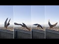 Cal Falcons: Annie soars 🚀 around the tower before returning to eggs 🥚🥚 2024 Mar 19