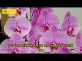 5 simple ways to increase your orchid s blooming potential