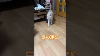 【全く気にもしていなかった】猫の歩き方、足の運び方どうなっているの？