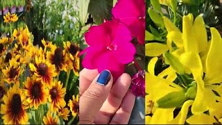 Beautiful Garden flowers in America/അതിമനോഹരമായ അമേരിക്കയിലെ പല വെറൈറ്റി പൂക്കൾ കണ്ടാലോ👌👌