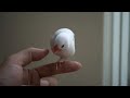 文鳥〈雌文鳥の尻尾振り〉