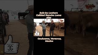 Suiz-bu Lechero de Alta Genetica #SuizbuLechero #RanchoLomaAlta