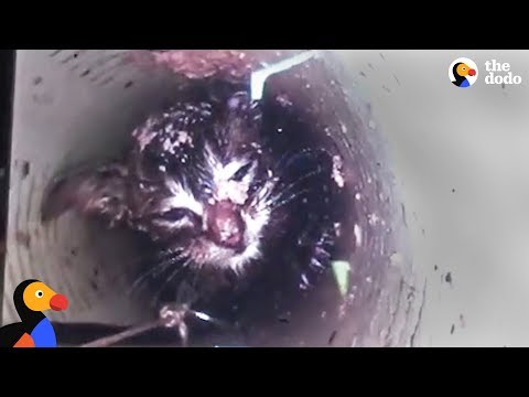 Kitten Meowing For Help From 40 Feet Down A Skinny Pipe | The Dodo Kitten Meowing For Help From 40 Feet Down A Skinny Pipe | The Dodo
